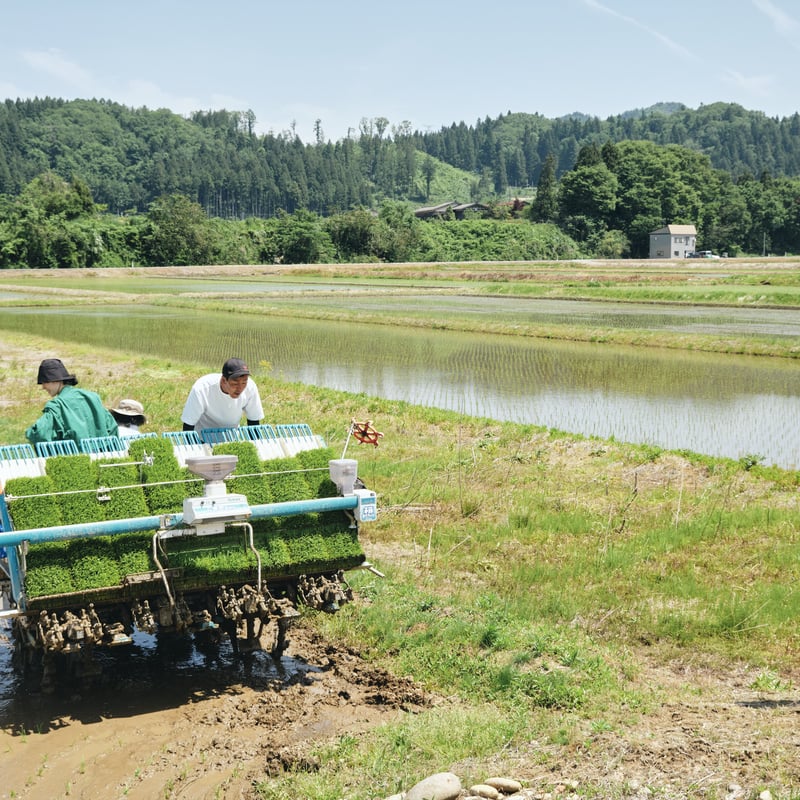 ほしの米 玄米 30kg （2026年産（令和8年産） 下田産 従来コシヒカリ