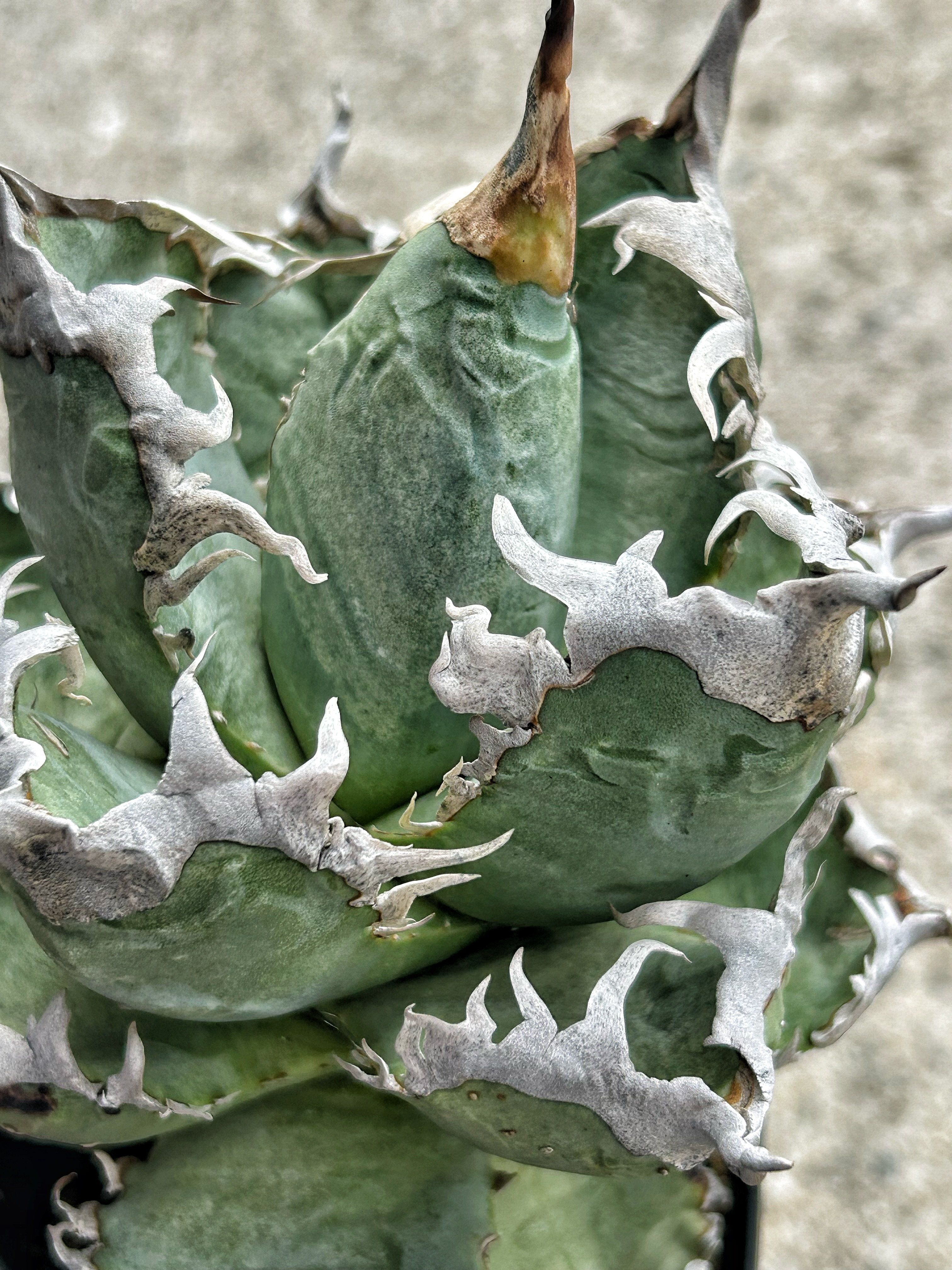 アガベ 台湾GODZILLA 大きめ株 ゴリゴリ強棘 | アガベ専門店 Heart plants.