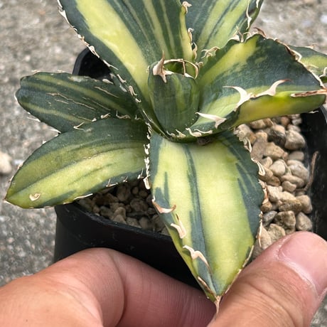 アガベ　氷海inspire 安曇野白鯨斑入　Heartplants育成株　　親超え斑入り個体！！