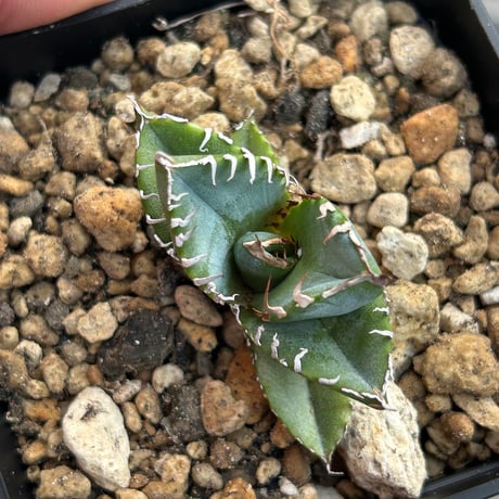Heart plants実生　青葉強棘選抜