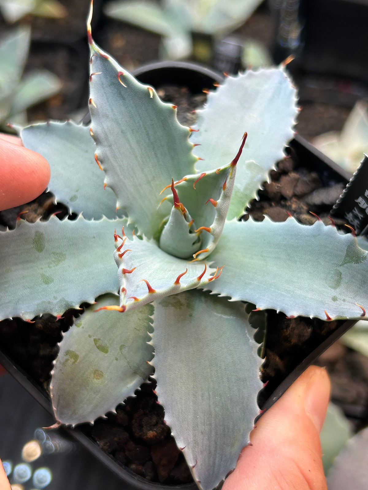 アガベ 実生 少し青葉 アガベ 特白肌×妖炎 実生 ハイブリッド 青葉 | アガベ専門店 Heart plants.