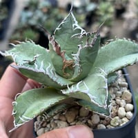 アガベ　実生オテロイ　わしゃ鋸歯個体