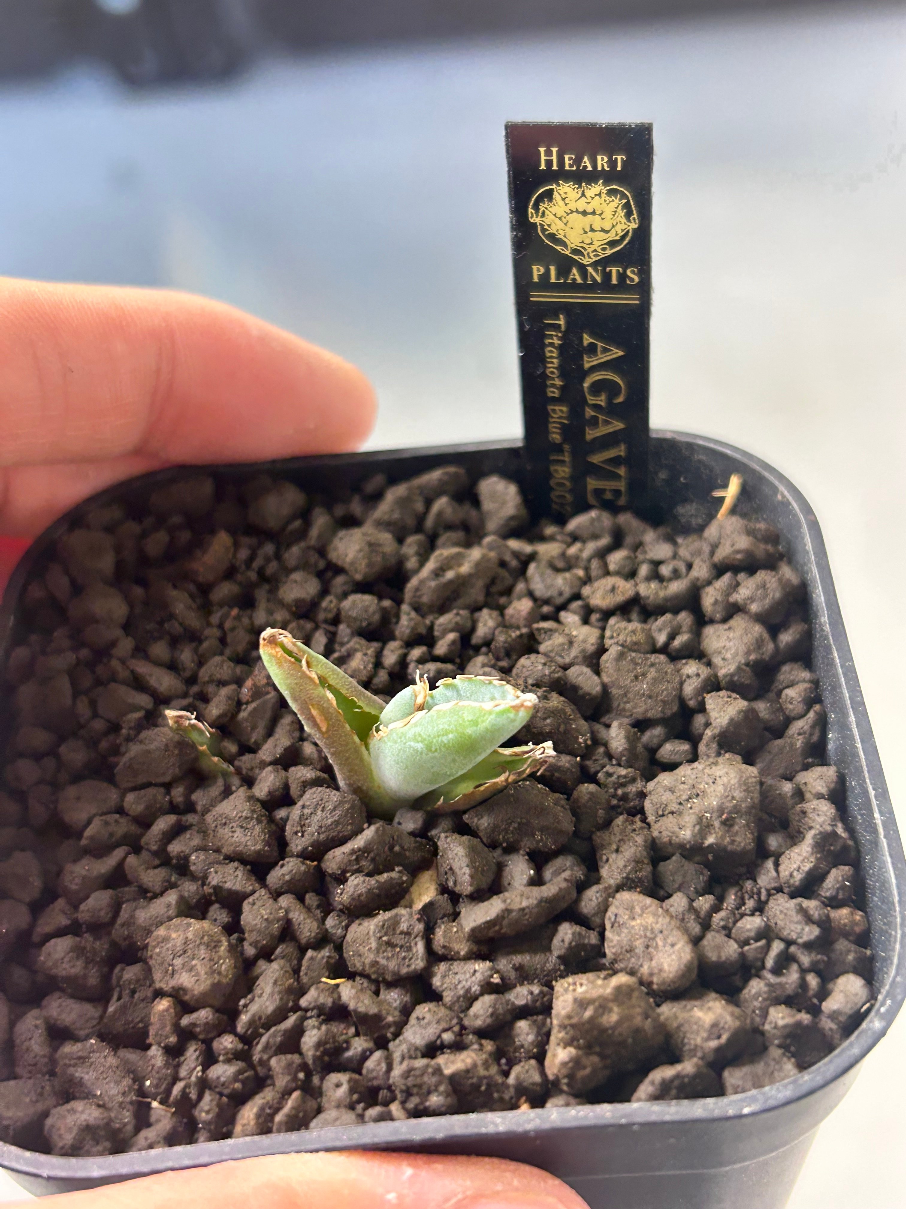 アガべ チタノタブルー選抜実生 TB002 | アガベ専門店 Heart plants.