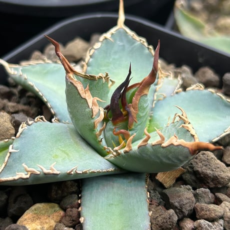 商品 | アガベ専門店 Heart plants.