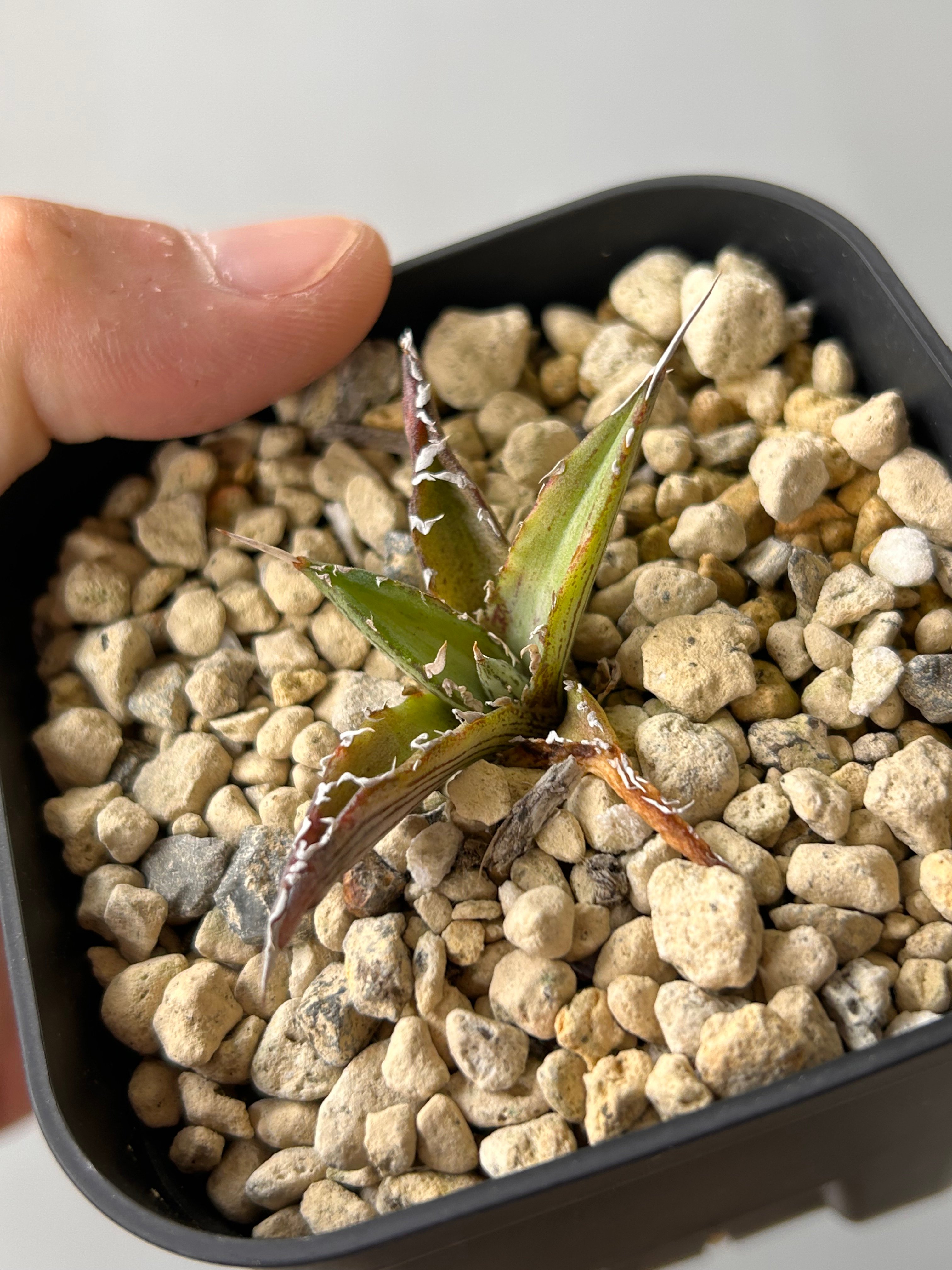 アガベ 超ブツブツ裏棘 特選キシロナカンサ | アガベ専門店 Heart plants.