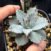 アガベ　特白肌×妖炎　コンパクト実生