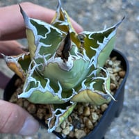 アガベ　実生オテロイ　わしゃ鋸歯