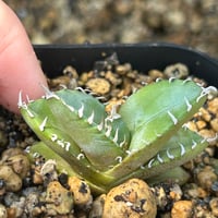 アガベ　Heart plants実生オテロイ　強棘個体