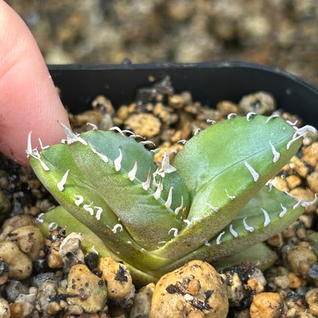 商品 | アガベ専門店 Heart plants.
