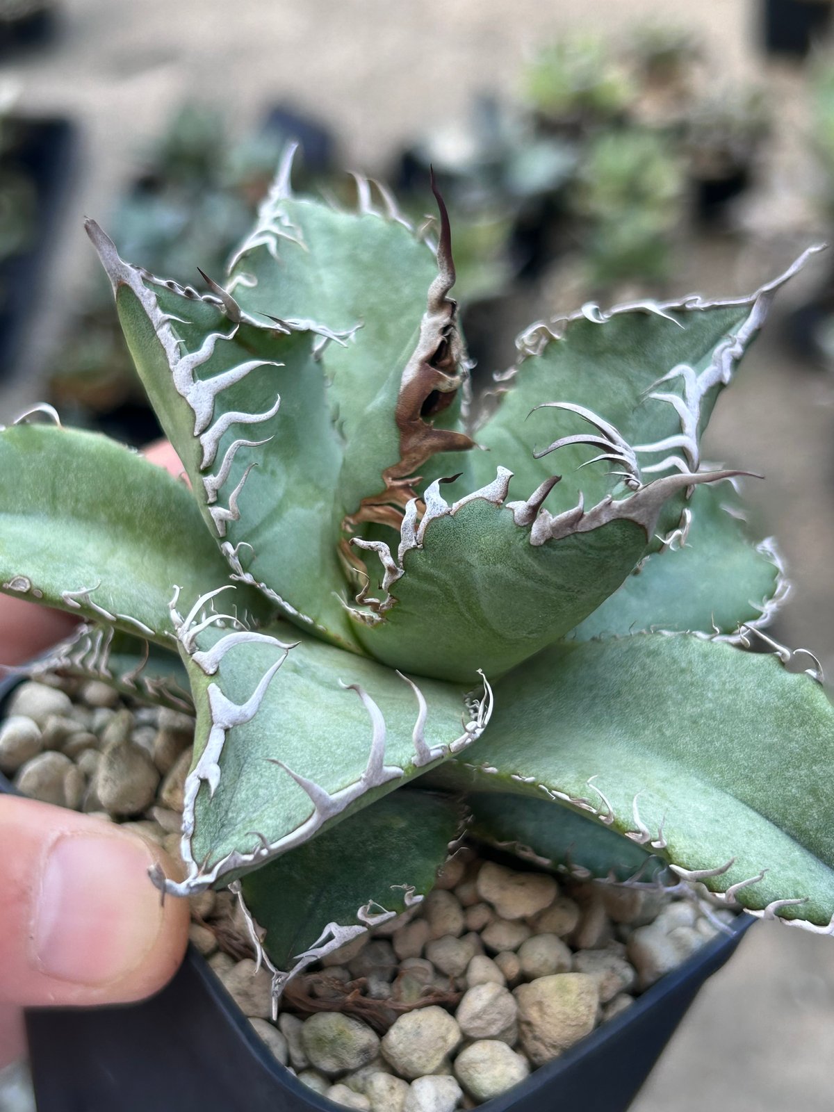 アガベ 実生オテロイ わしゃ鋸歯個体 | アガベ専門店 Heart plants.