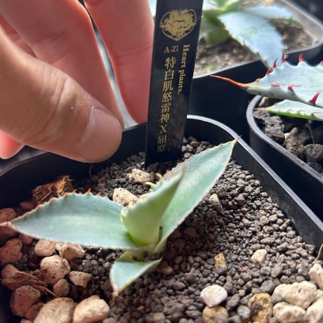 アガベ　極太連棘　A-21 特白肌×屈原　huplants産　桃花塢種兄弟