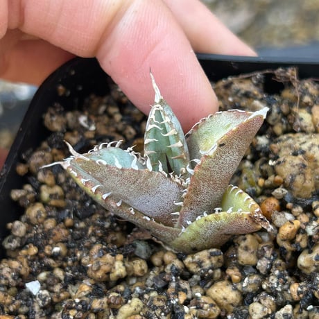 商品 | アガベ専門店 Heart plants.