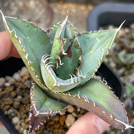 アガベ　実生オテロイ　Heart plants播種個体