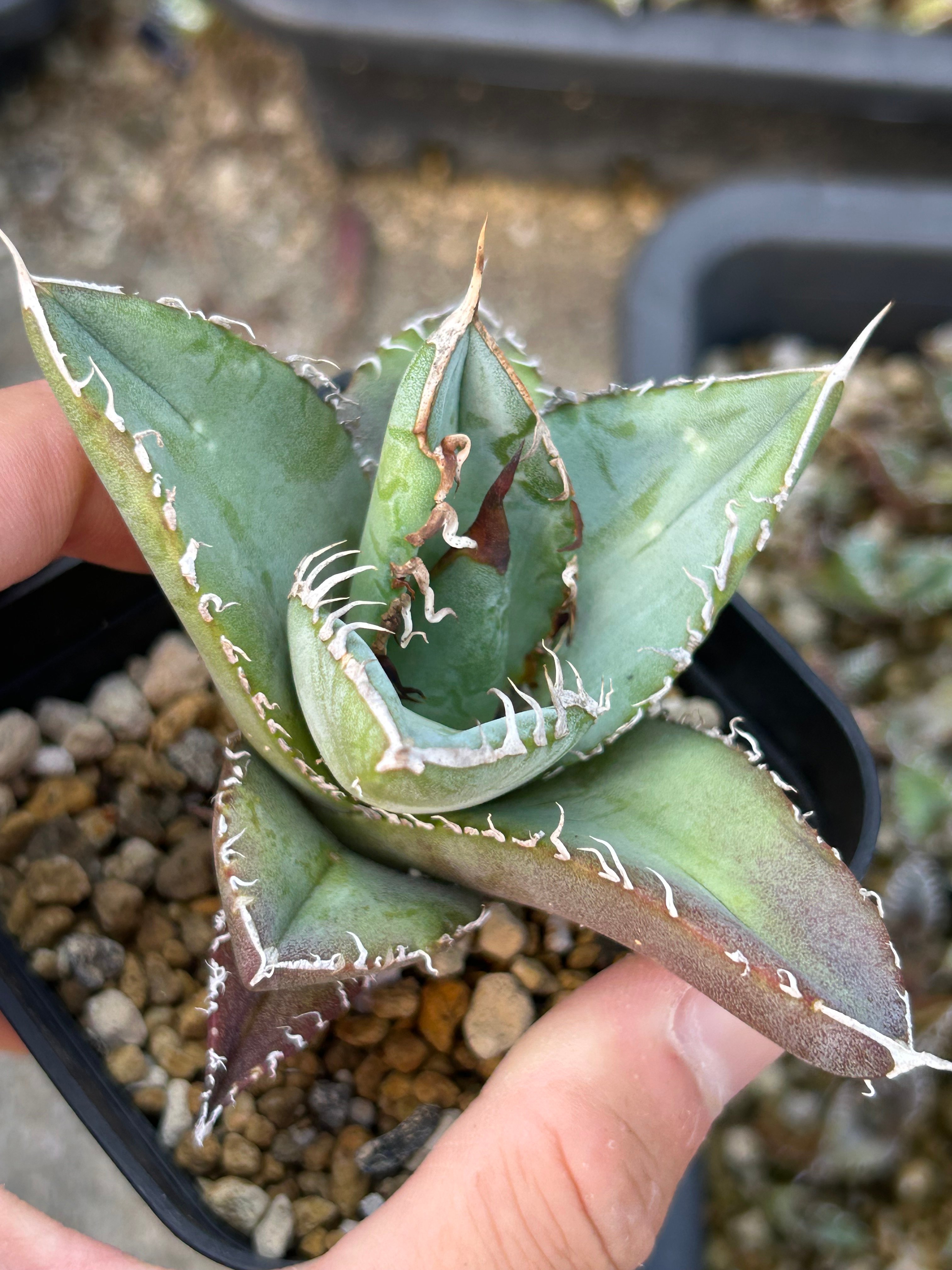 アガベ 実生オテロイ Heart plants播種個体 | アガベ専門店 Heart plants.