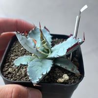 A-76特白肌×屈原　huplantsタグ付き　連棘選抜