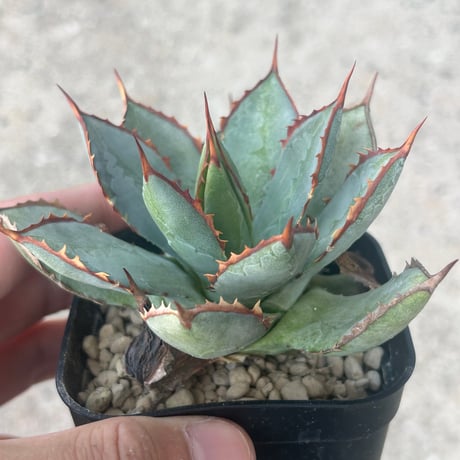 アガベ　瀧雷×甲蟹　青葉　赤連棘　美株　中株