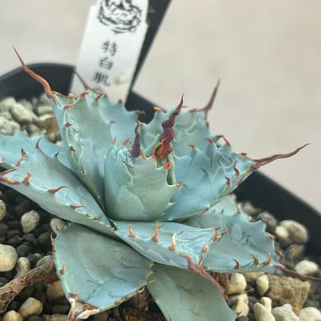 アガベ専門店 Heart plants.