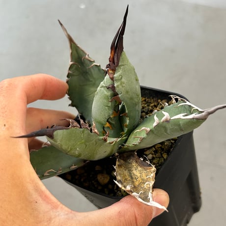 CATEGORY Agave | アガベ専門店 Heart plants.