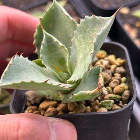 アガベ専門店 Heart plants.