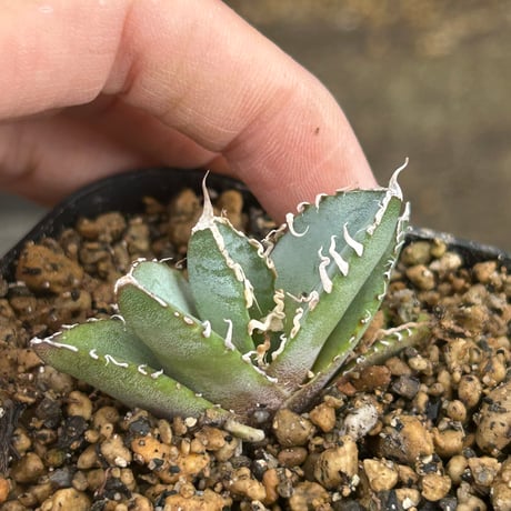 アガべ　トップうねうね　青葉実生オテロイ