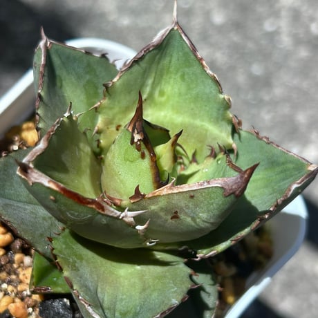 アガベ　シャーク実生　イランseedling