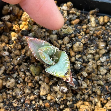 アガベ　Heart plants実生オテロイ　強棘個体