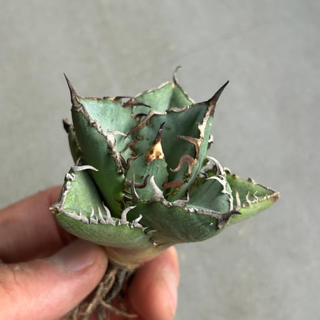 商品 | アガベ専門店 Heart plants.