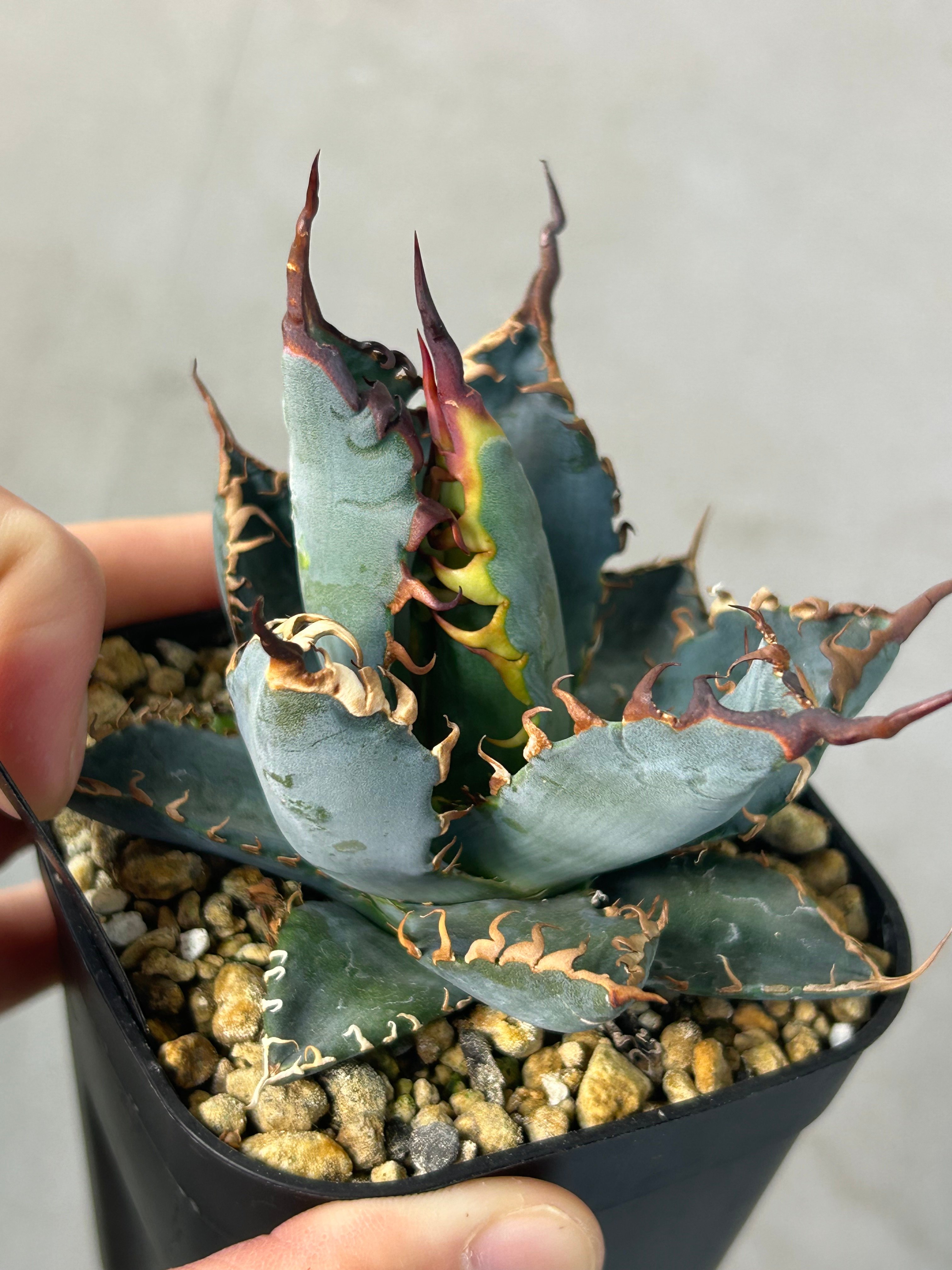 アガベ 妖炎×BB ハイブリッド 実生 | アガベ専門店 Heart plants.