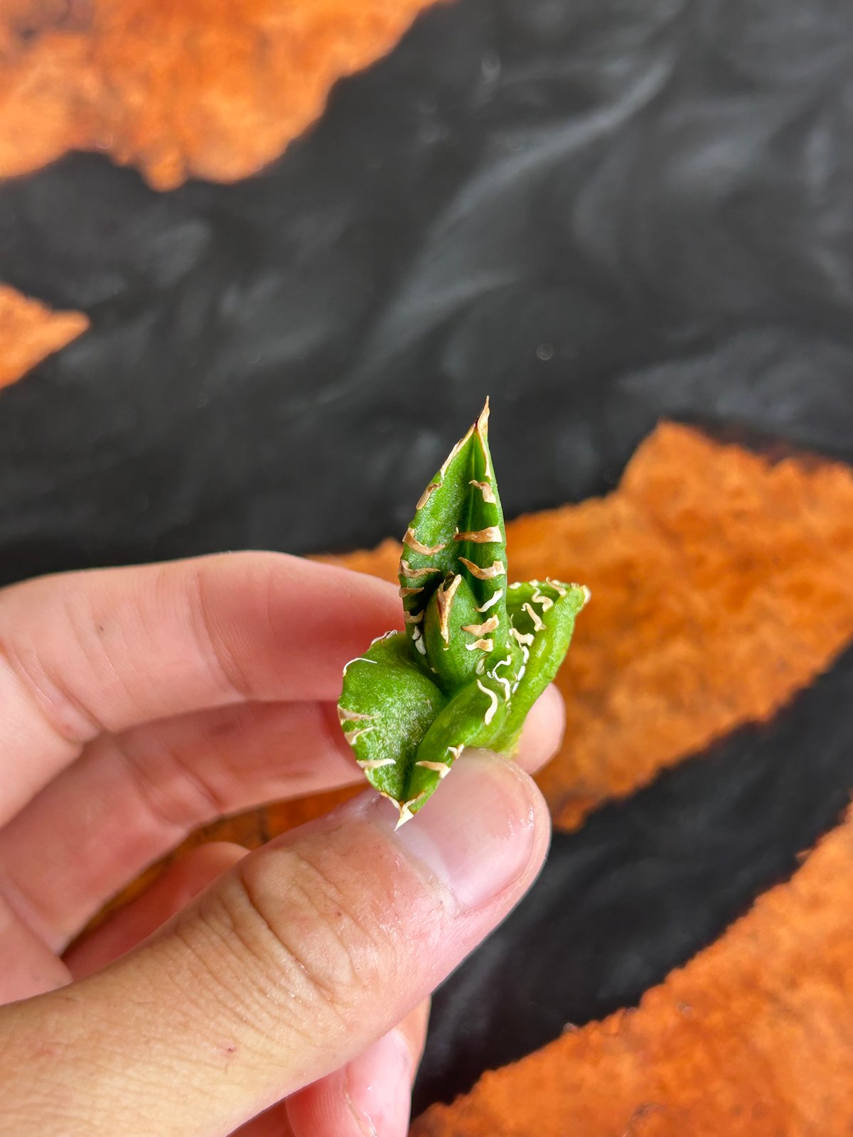 アガベ Cg01 追星 子株 | アガベ専門店 Heart plants.