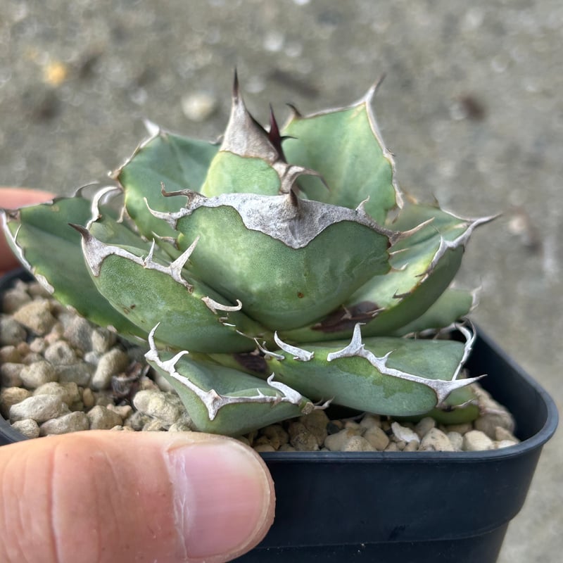 アガベ クラウンイーグル 冠鷲 大きめ | アガベ専門店 Heart plants.