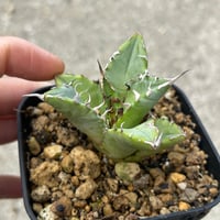 アガべ　Heartplants実生オテロイ　選抜個体