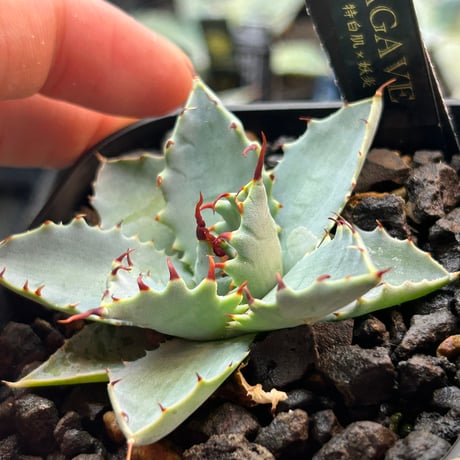 CATEGORY Agave | アガベ専門店 Heart plants.