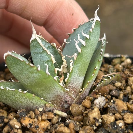 アガべ　トップうねうね　青葉実生オテロイ