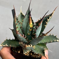アガベ 妖炎×BB ハイブリッド 実生 | アガベ専門店 Heart plants.