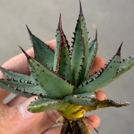 商品 | アガベ専門店 Heart plants.