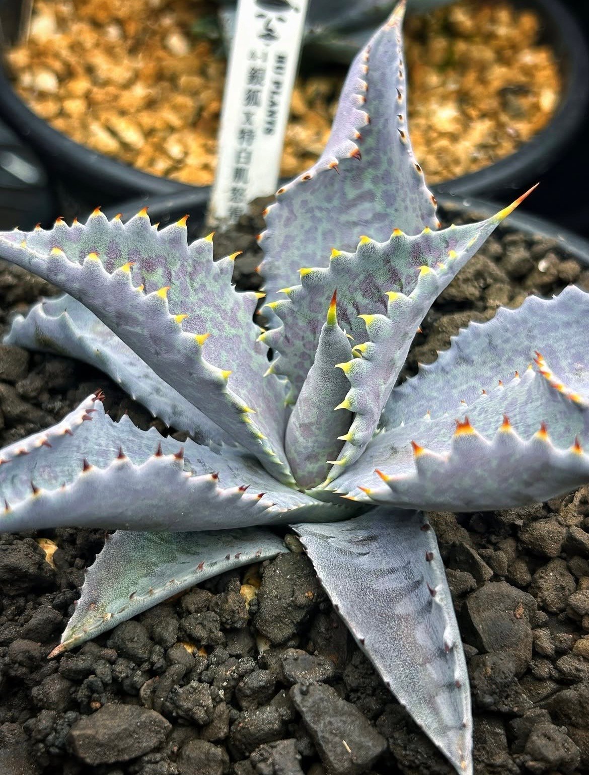 アガベ A-1 銀狐×特白肌怒雷神 | アガベ専門店 Heart plants.