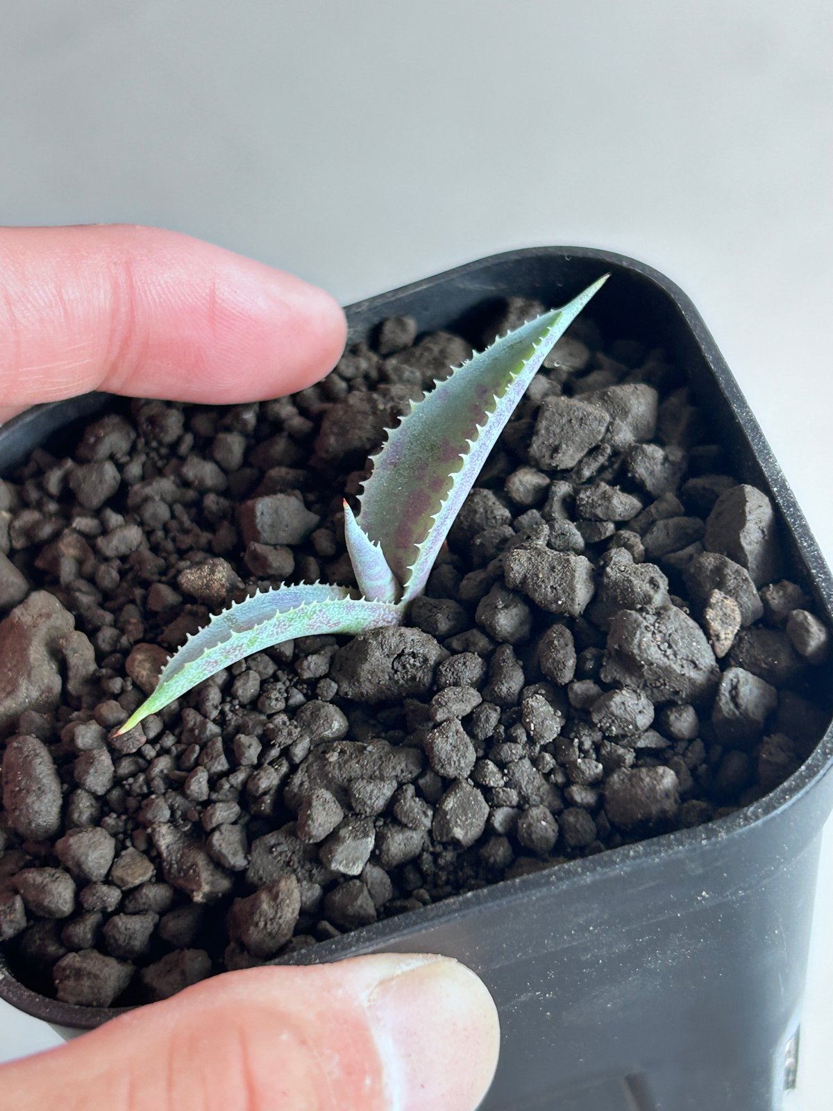 アガベ A-1 銀狐×特白肌怒雷神 | アガベ専門店 Heart plants.