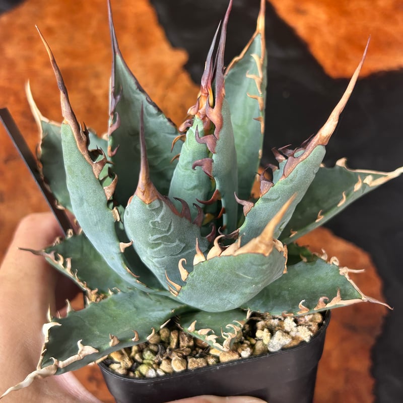 アガベ 妖炎×BB ハイブリッド 実生 | アガベ専門店 Heart plants.