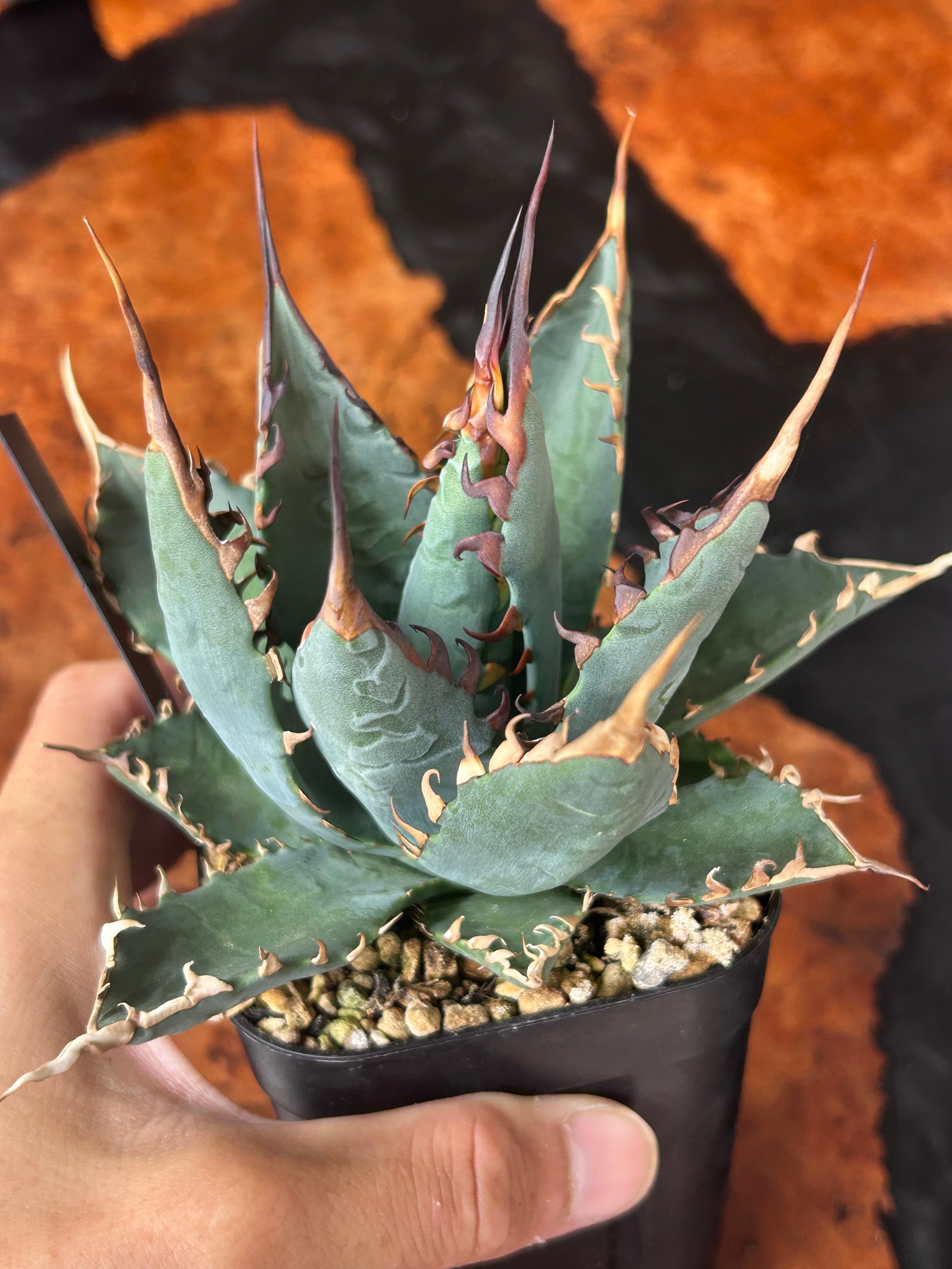 アガベ 妖炎×BB ハイブリッド 実生 | アガベ専門店 Heart plants.