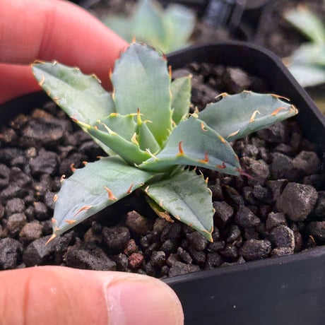 アガベ専門店 Heart plants.