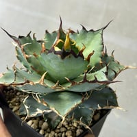 アガベ 妖炎×笹雪 希少ハイブリッド 子株 | アガベ専門店 Heart plants.