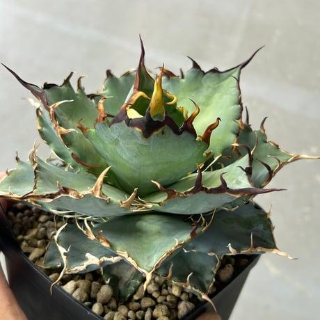 商品 | アガベ専門店 Heart plants.