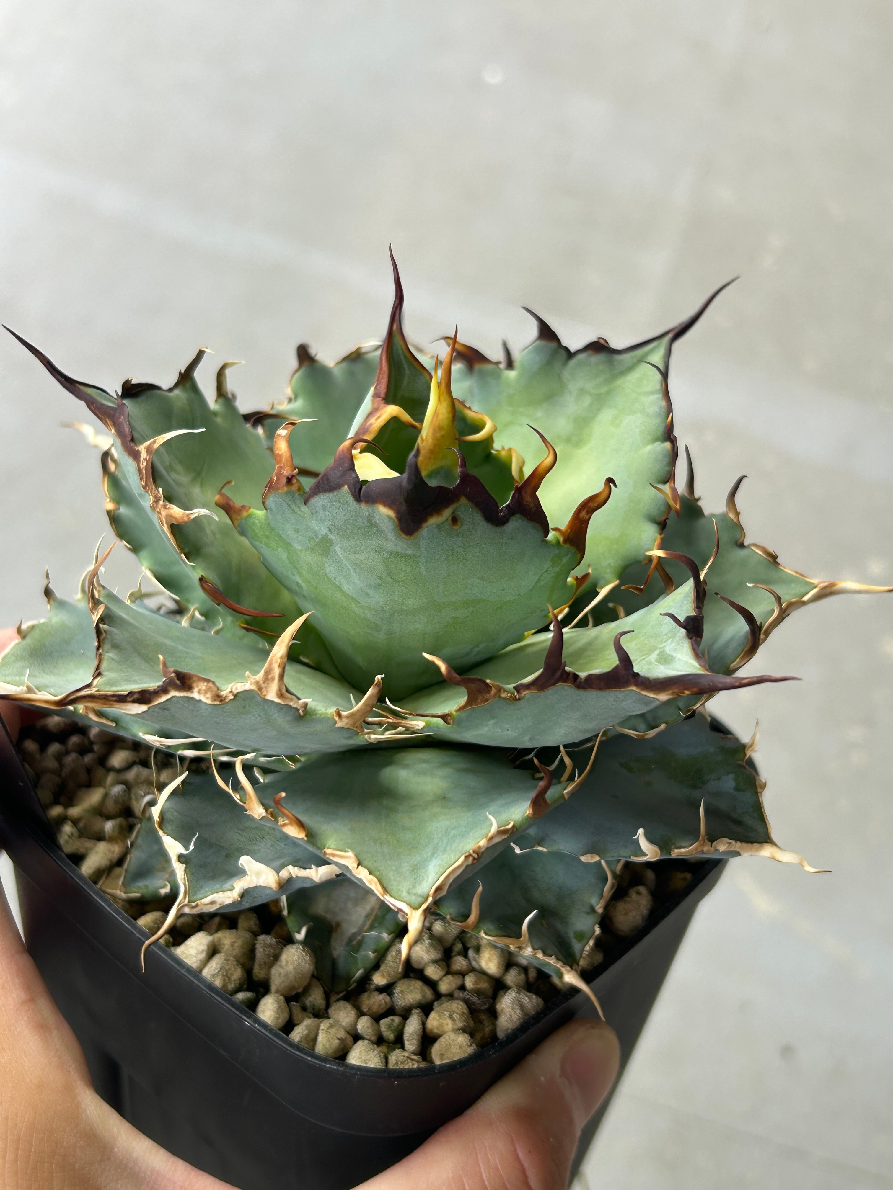 チタノタブルー実生選抜 当店播種 強棘個体 | アガベ専門店 Heart plants.