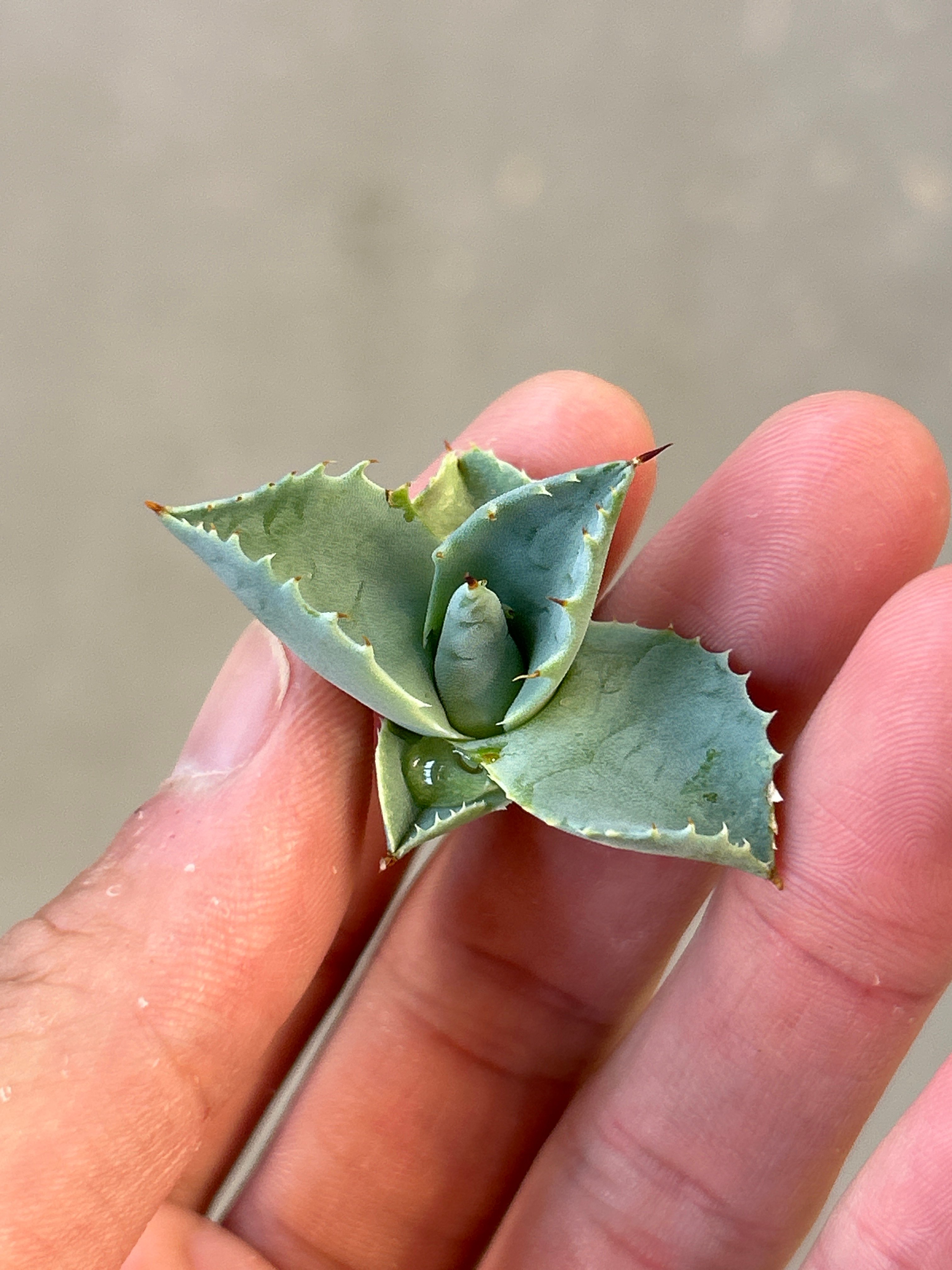 アガベ 美系白銀×妖炎 ハイブリッド 子株 | アガベ専門店 Heart plants.