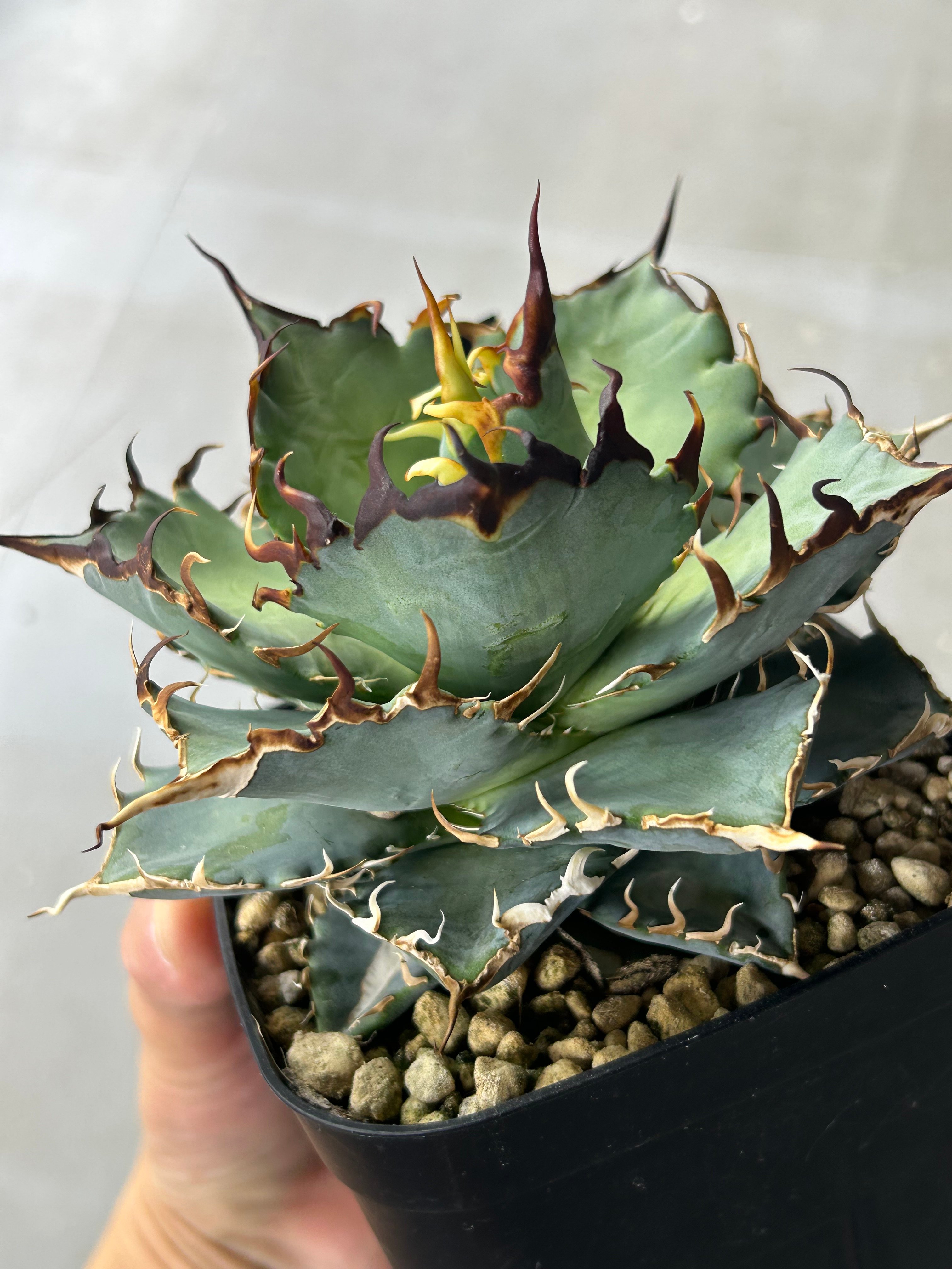 チタノタブルー実生選抜 当店播種 強棘個体 | アガベ専門店 Heart plants.