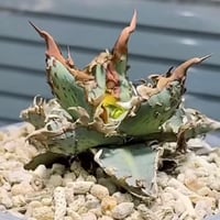 アガベ　ブツブツ強棘　キシロナカンサ　"烏騅"