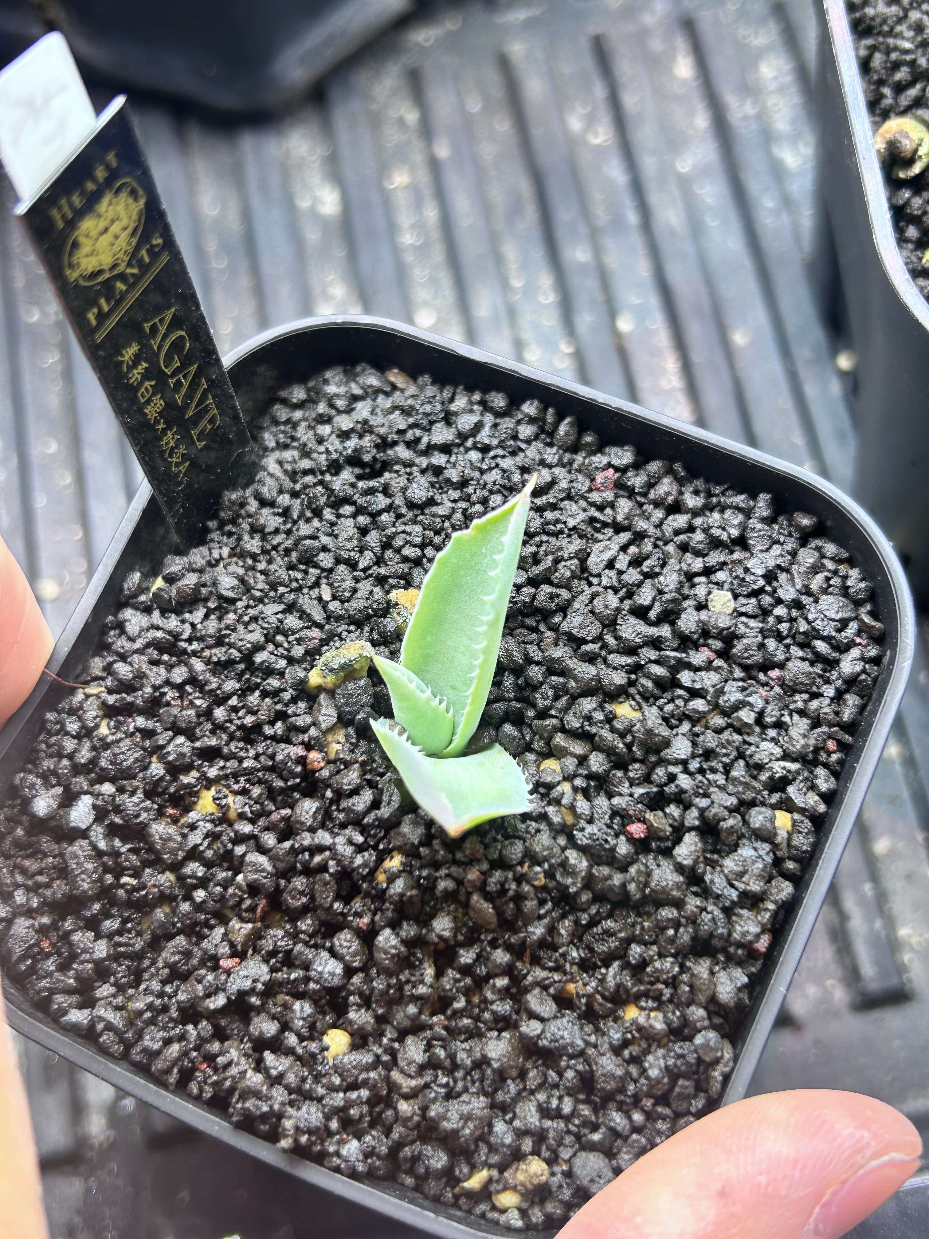 アガベ 美系白銀×妖炎 ハイブリッド 子株 | アガベ専門店 Heart plants.