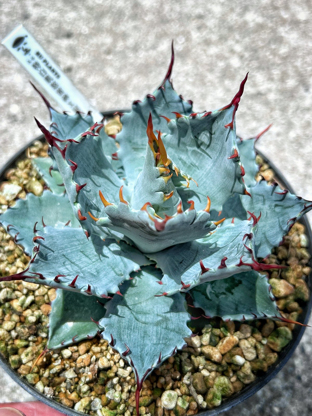 特白肌怒雷神×屈原の舞扇 A6 子株 | アガベ専門店 Heart plants.
