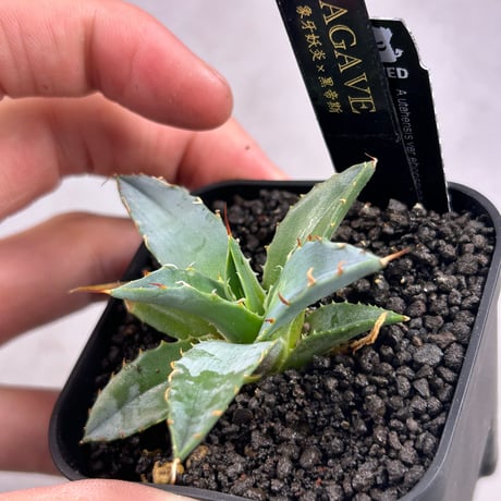 商品 | アガベ専門店 Heart plants.