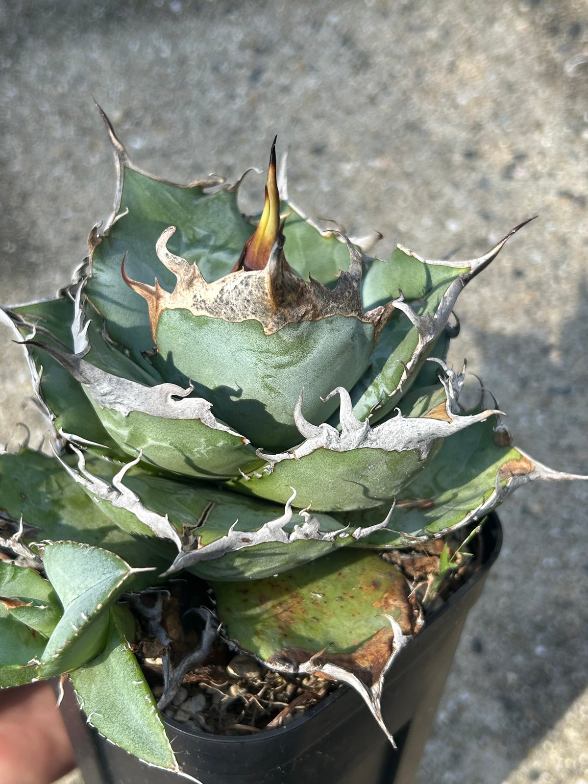 アガベ 実生オテロイ 選抜個体 子株 | アガベ専門店 Heart plants.